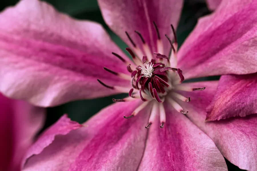 Pink Clematis Flower Closeup Wallpaper