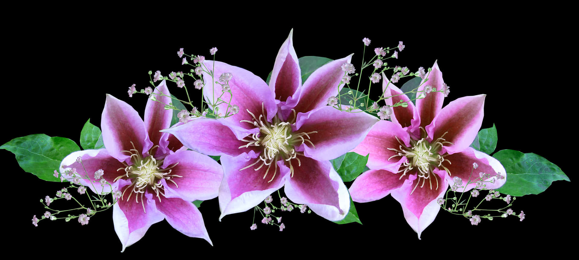 Pink_ Clematis_ Flowers_ Arrangement PNG