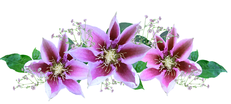 Pink Clematis Flowers Arrangement PNG