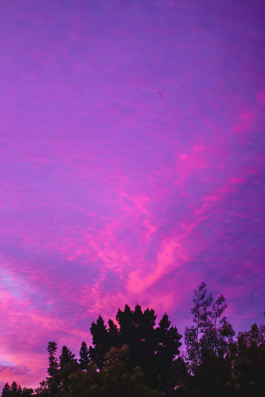Neon Pink Clouds Pictures