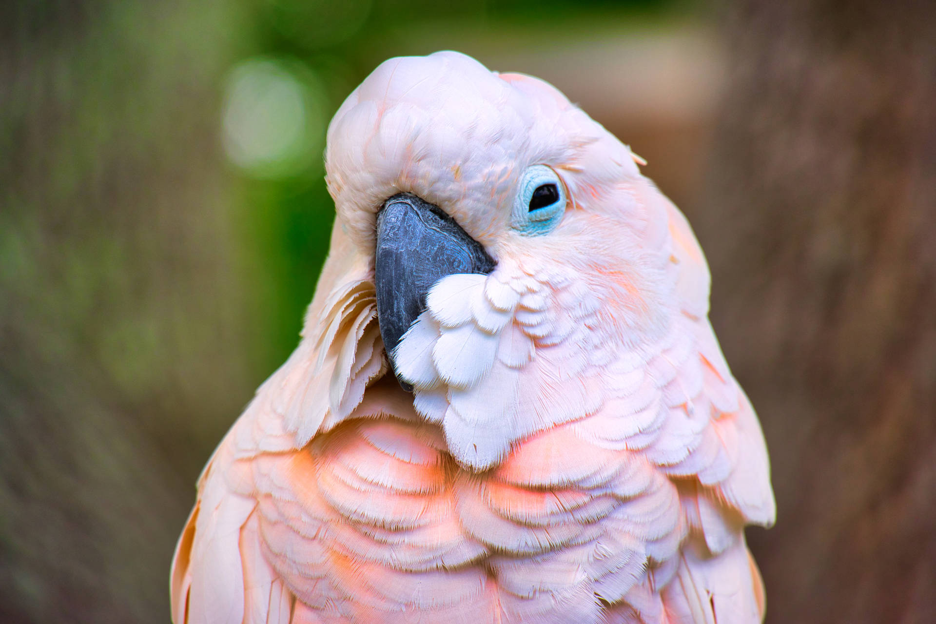 Pink Cockatoo Beautiful Birds