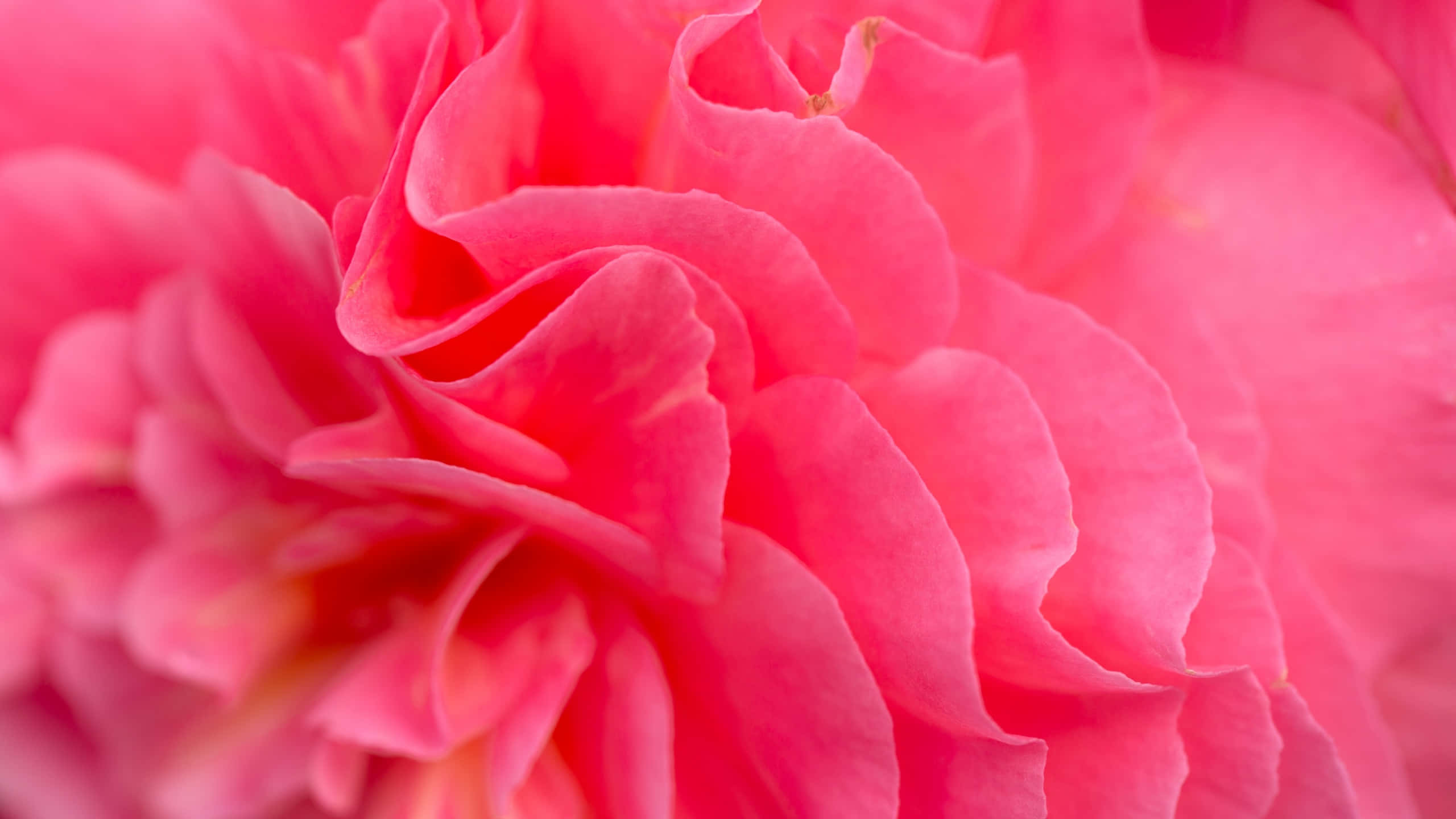 Stilfullbakgrund I Rosa Färg Som Framhäver En Produkt Eller Tjänst.