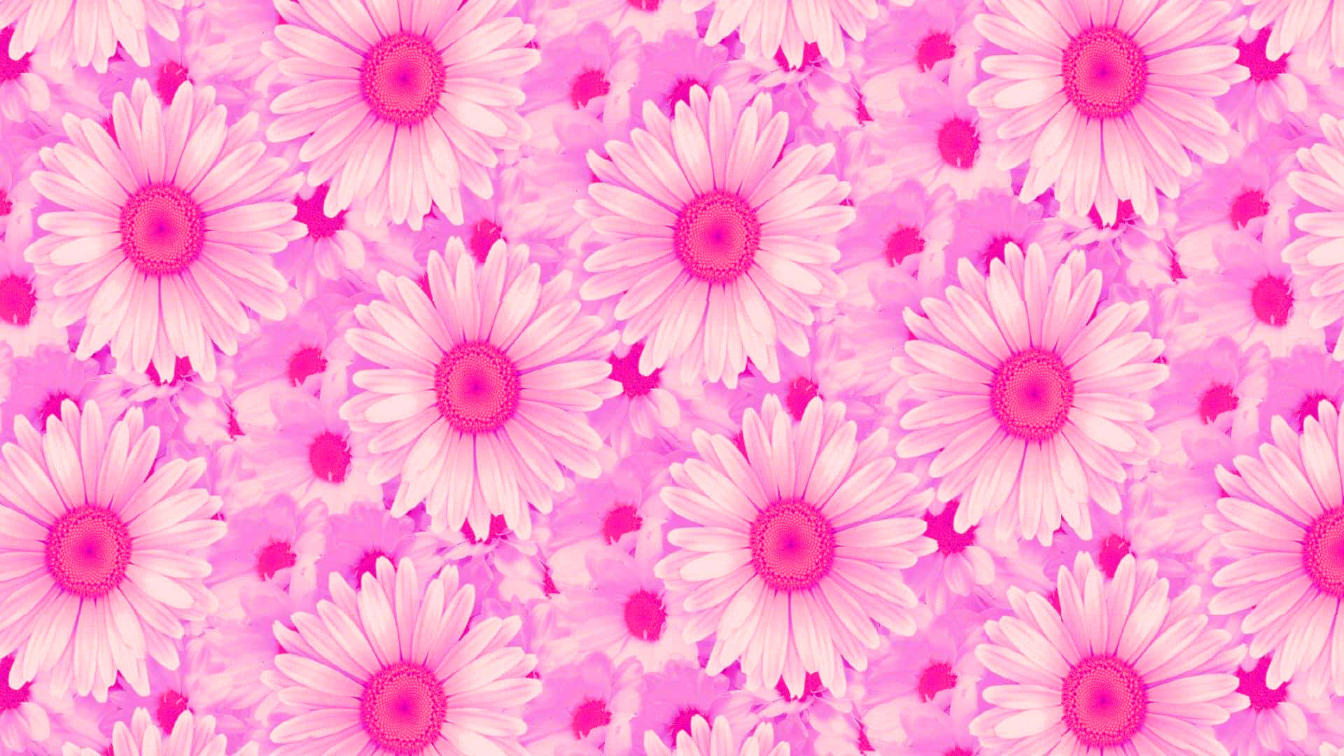 Pink Daisy Pattern On A Pink Background