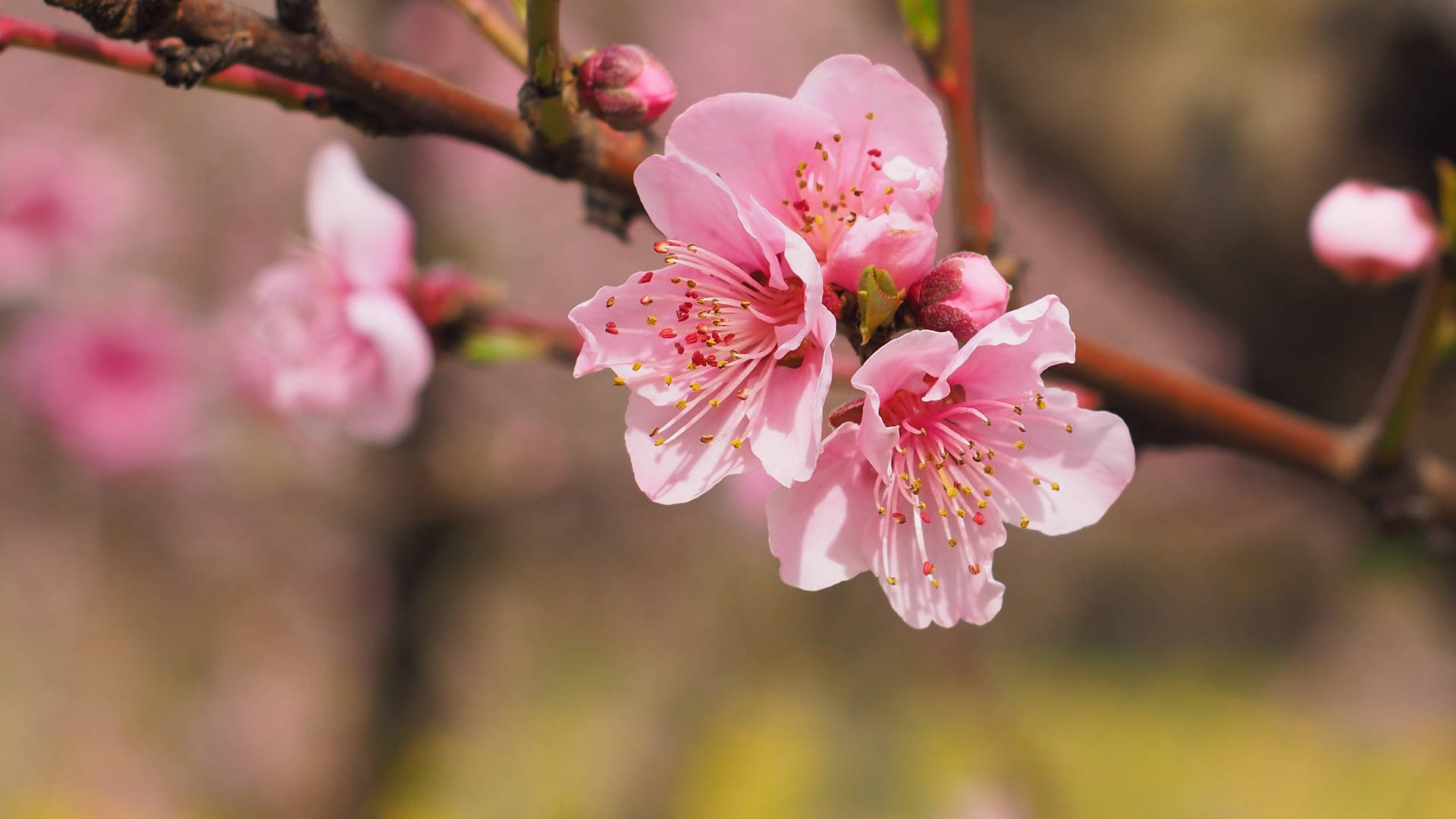 Pink Color Cherry Blossom Close Up Wallpaper