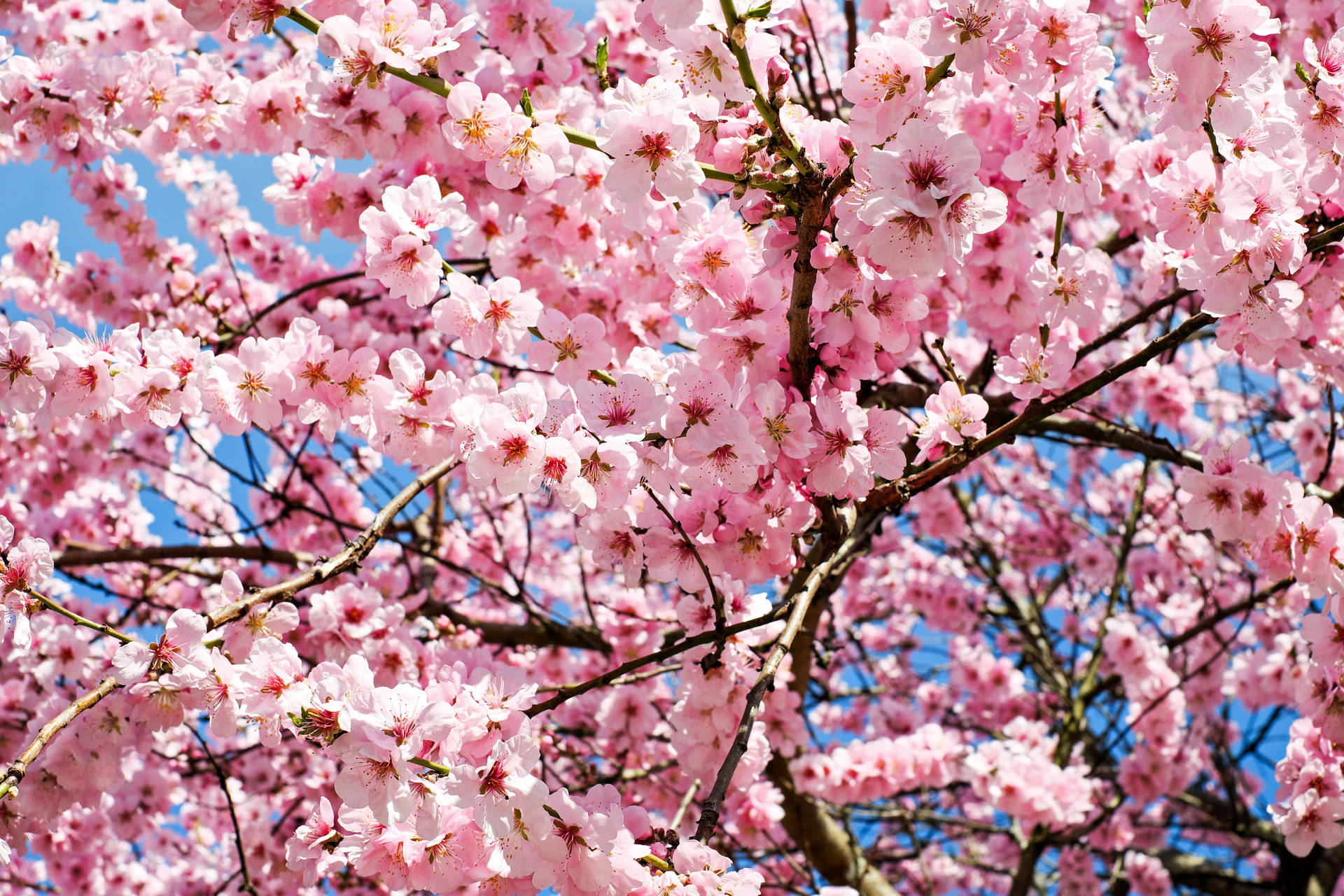 Pink Color Cherry Blossoms Wallpaper