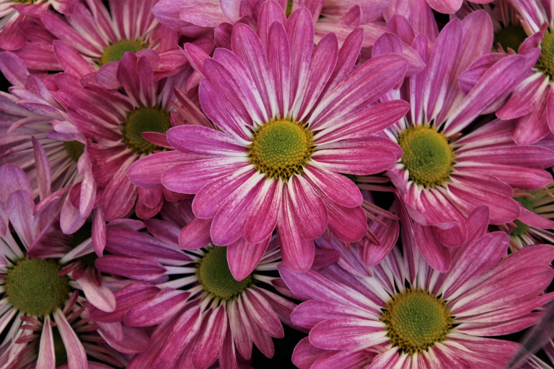 Pink Color Chrysanthemum