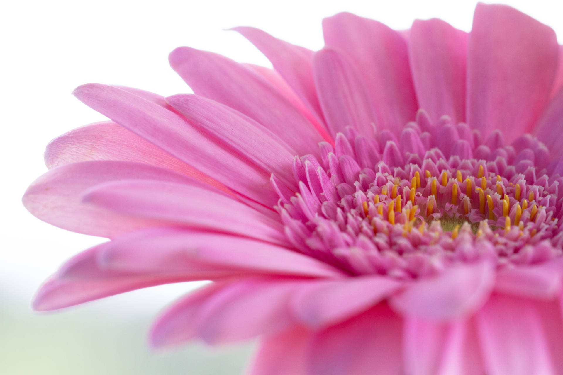 Pink Color Flower Close-up