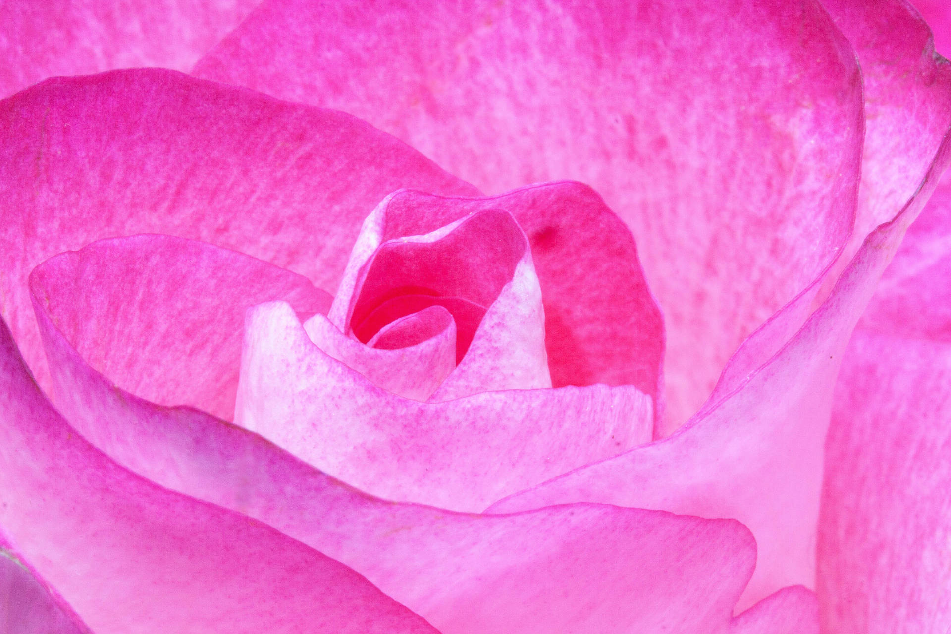 Pink Color Flower Macro Shot