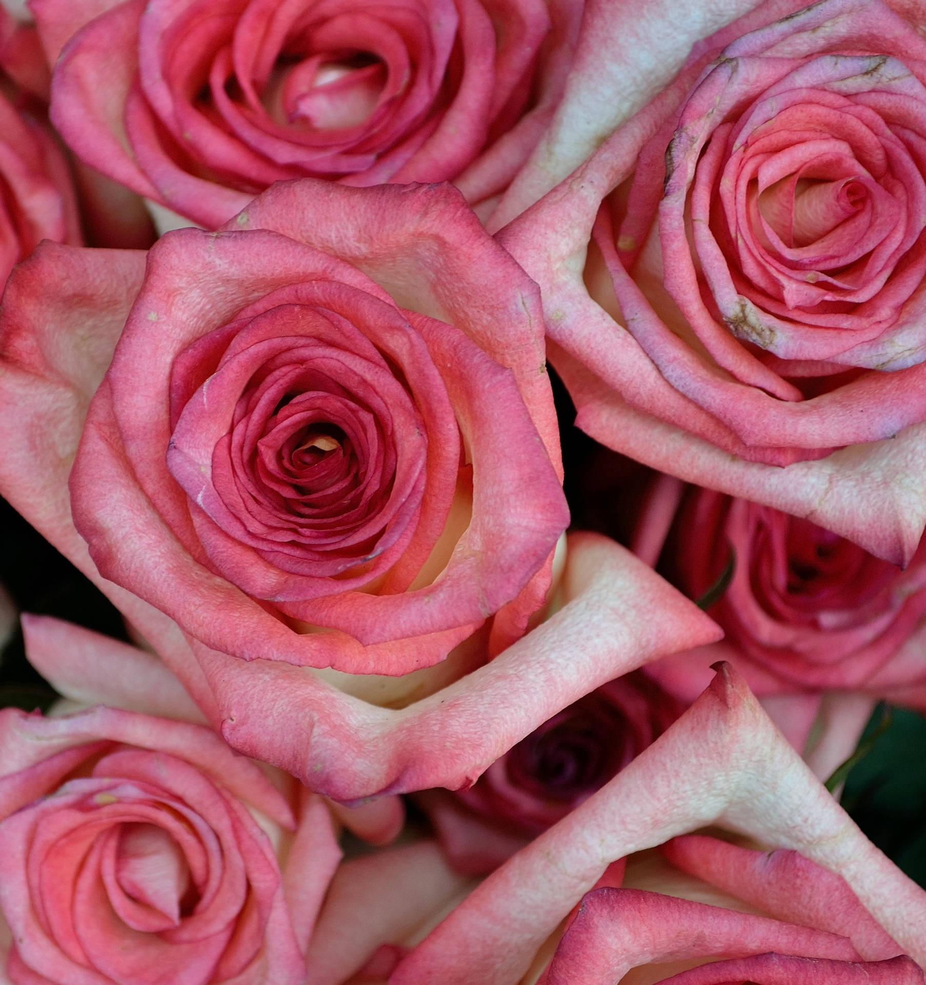 Le Rose Di Colore Rosa Si Chiudono In Su Sfondo