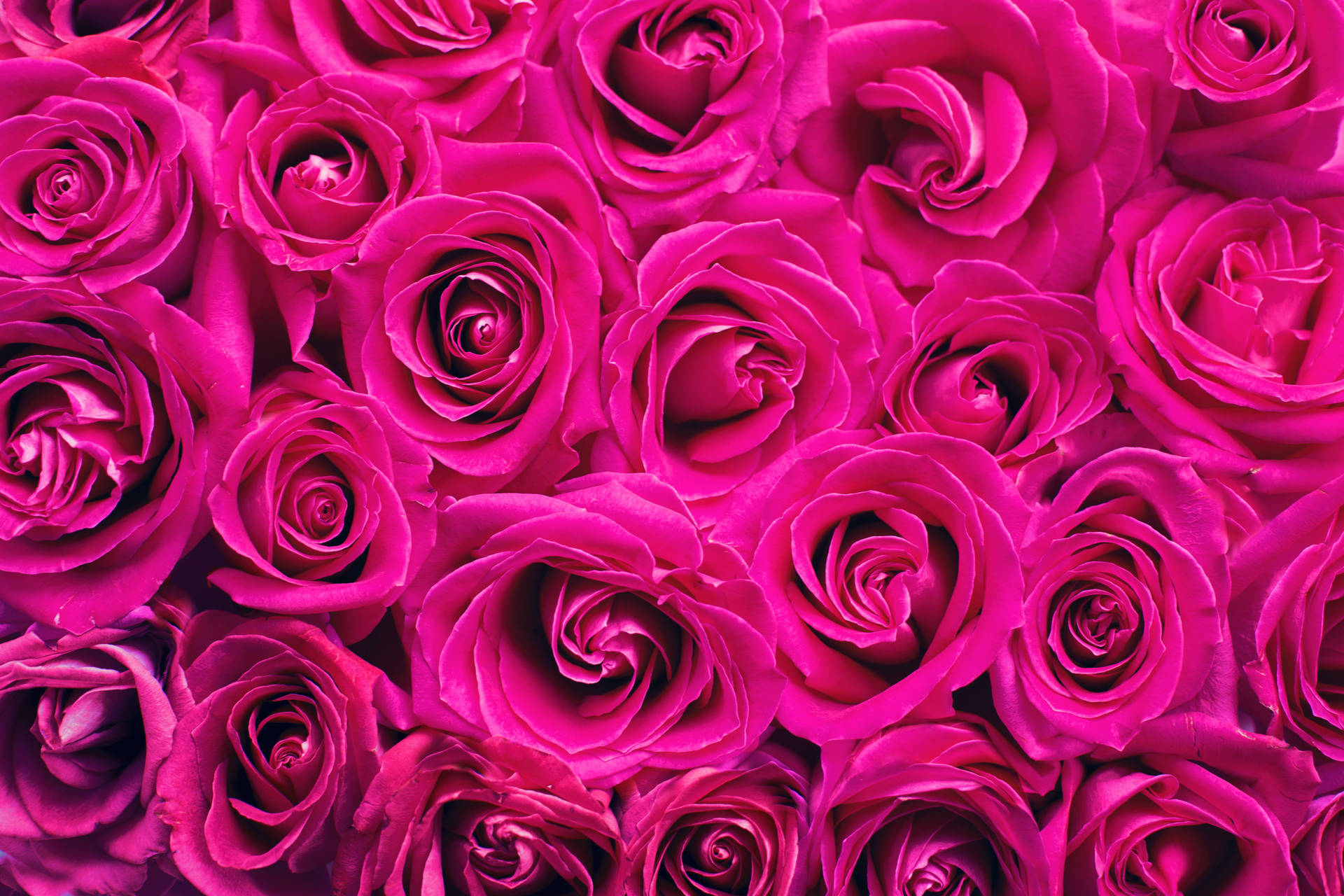 Pink Color Roses Wallpaper