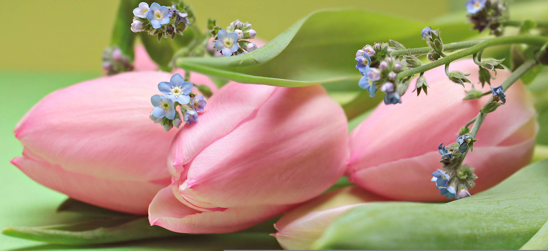 Pink Color Tulips With Blue Flowers Wallpaper