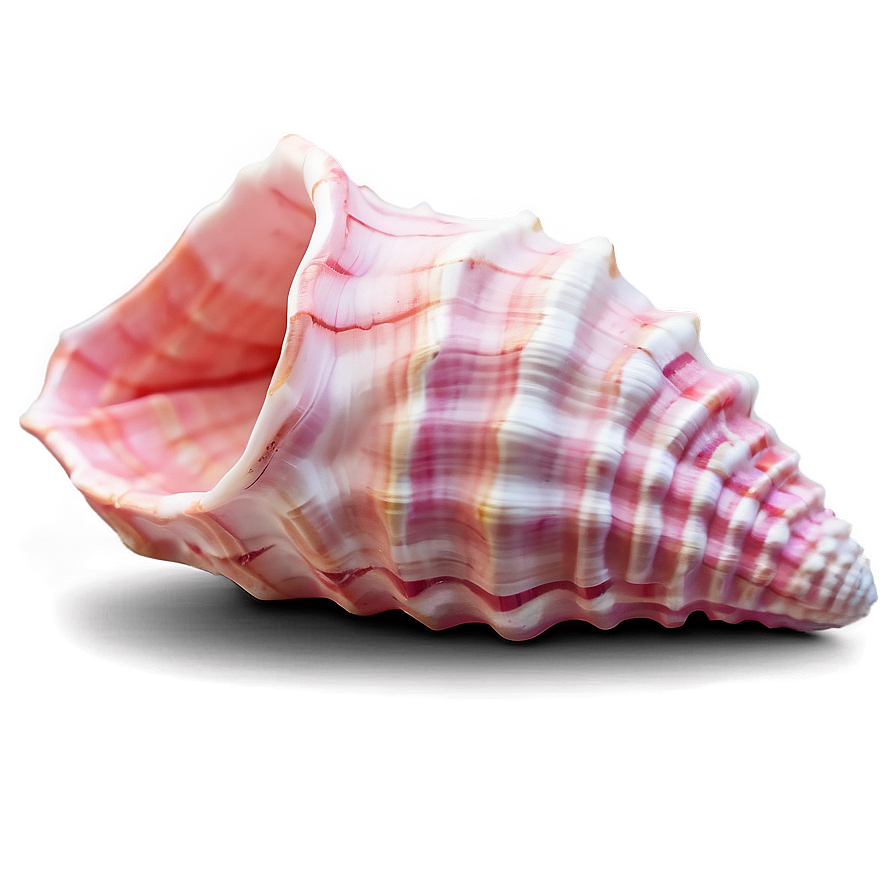 Pink Conch Shell Illustration Png Dif69 PNG