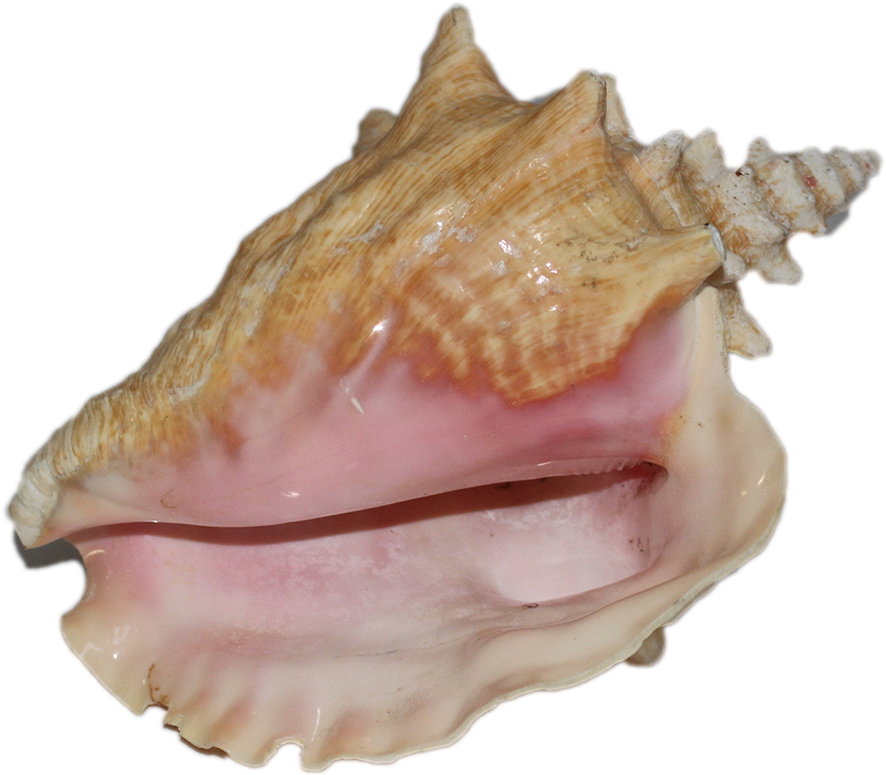 Pink Conch Shell Side View PNG