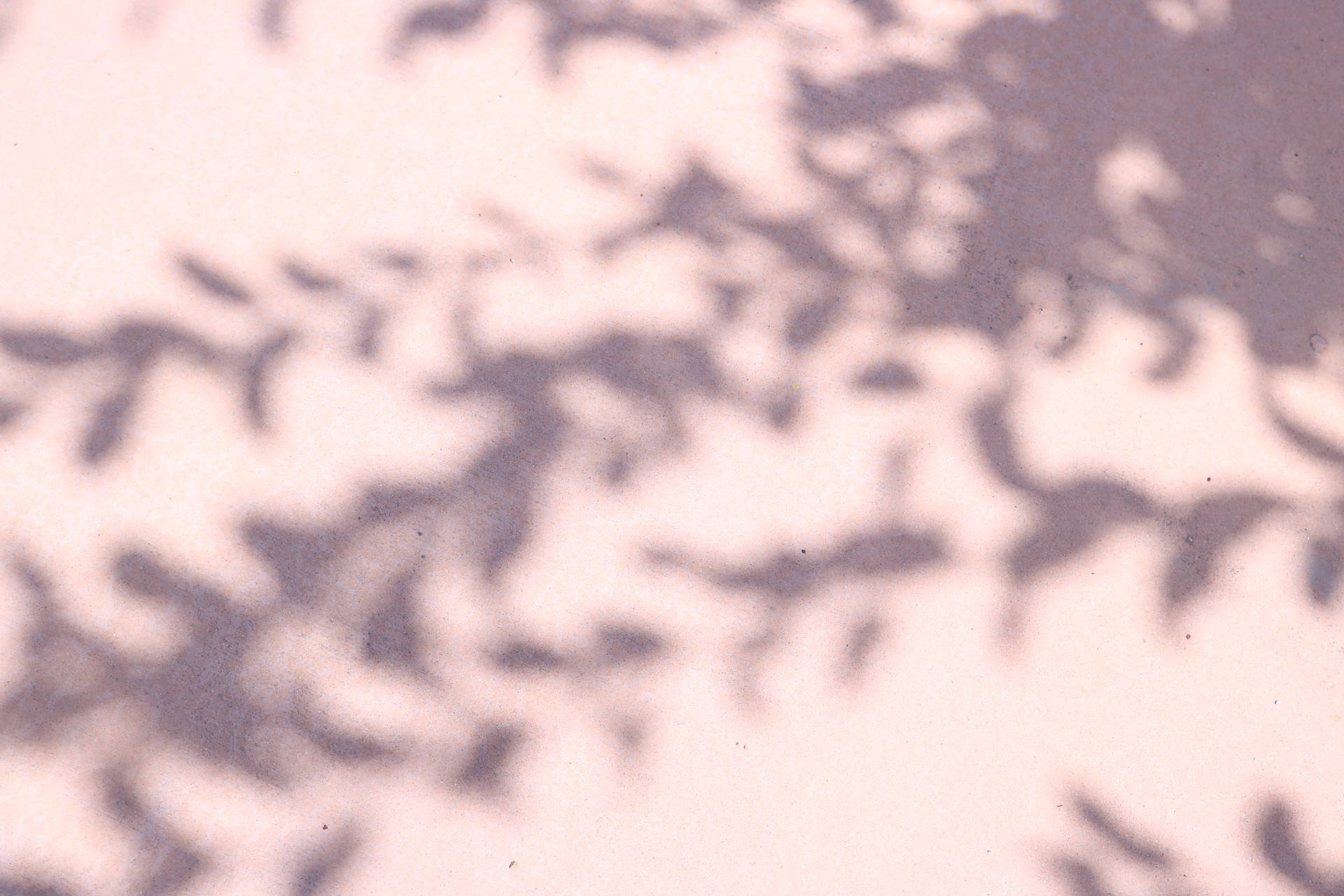 Rosabetonstruktur Mit Baum Schatten Wallpaper