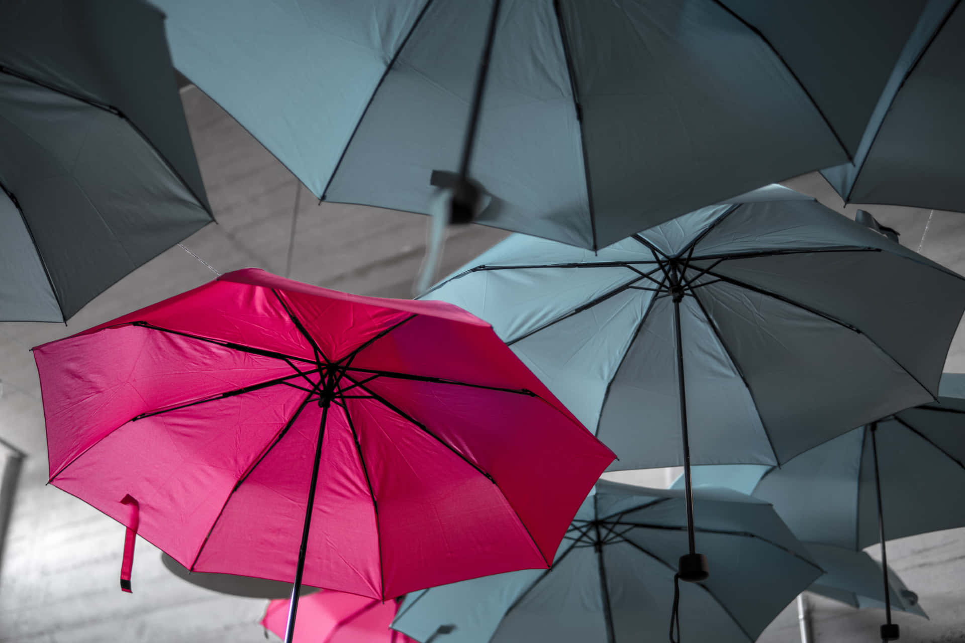 Pink Conspicuous Umbrella Wallpaper