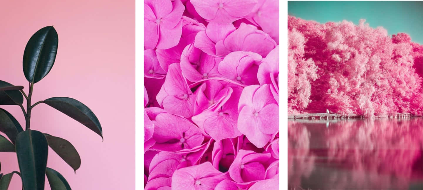 Brighten up your day with this pink cool aesthetic Wallpaper