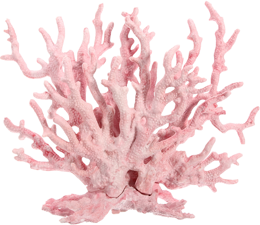 Pink Coral Specimen PNG