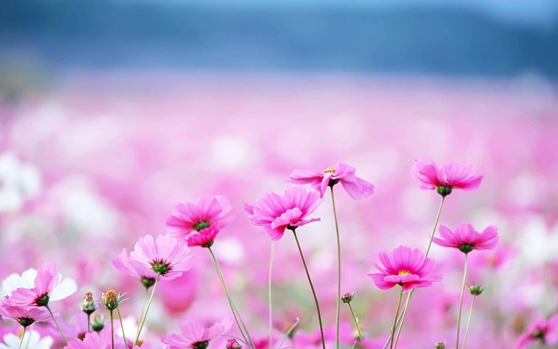 Pink Cosmos Field Floral Backdrop Wallpaper