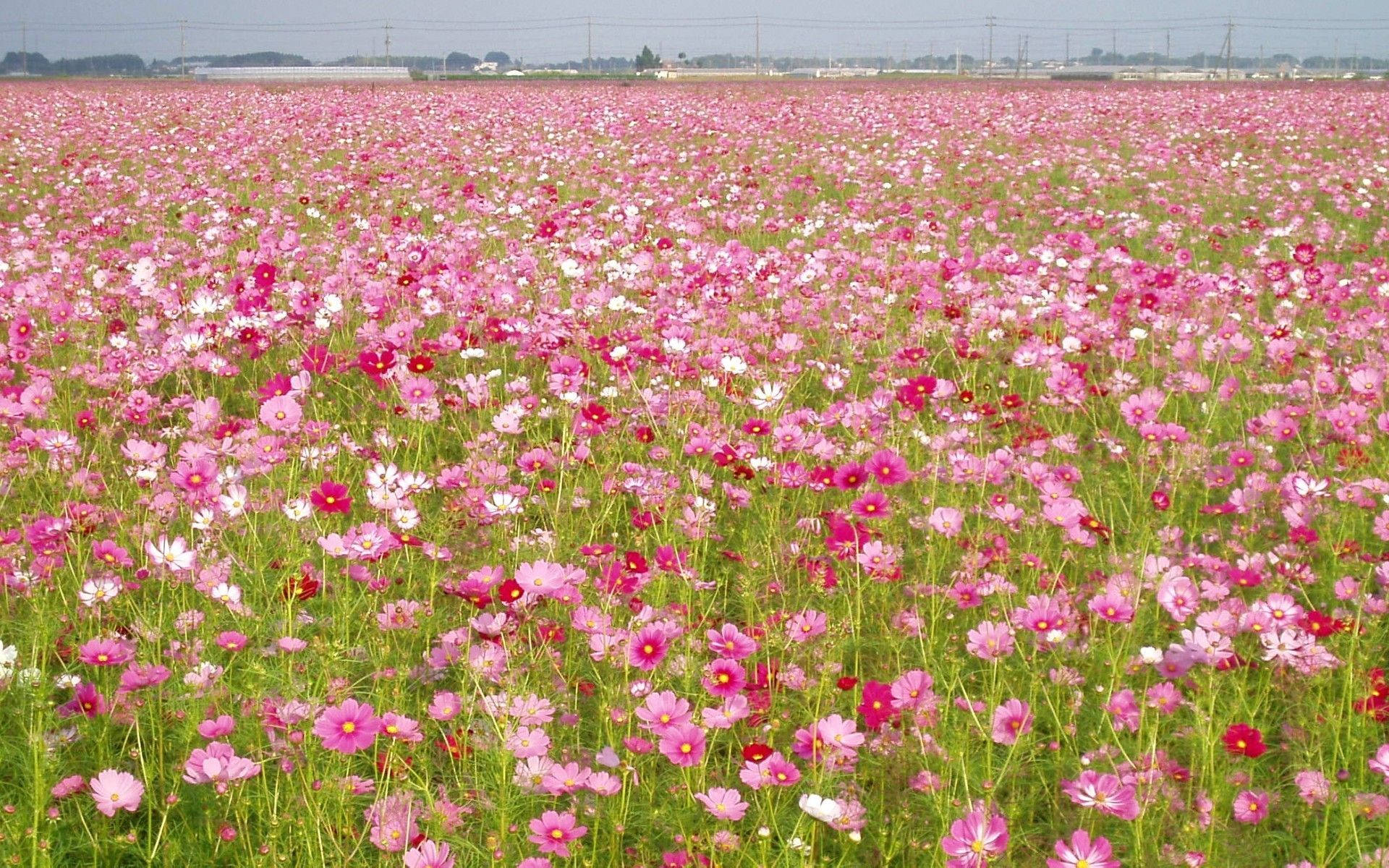 Pink Cosmos Flower Field Wallpaper