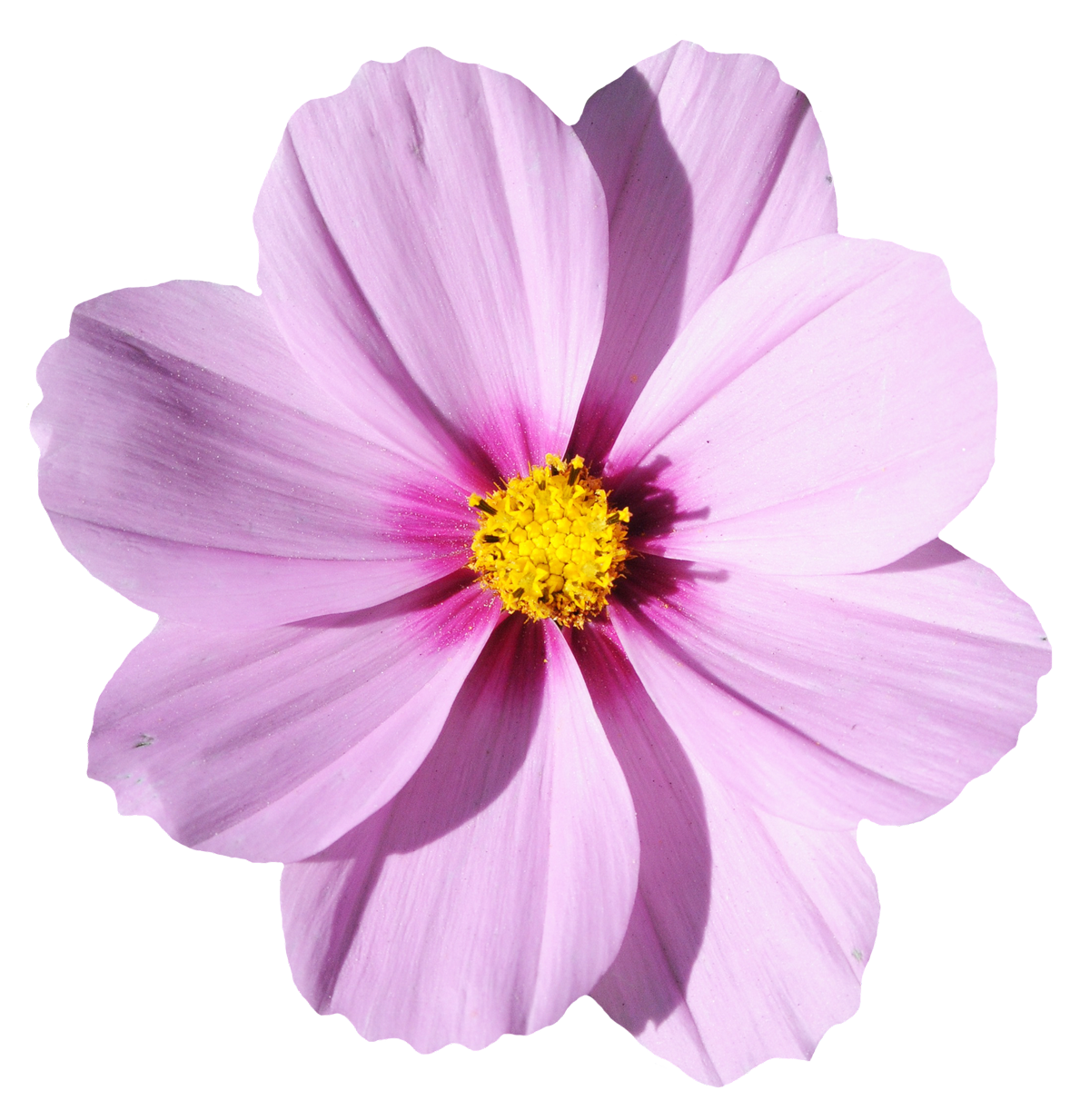 Pink Cosmos Flower Isolated PNG