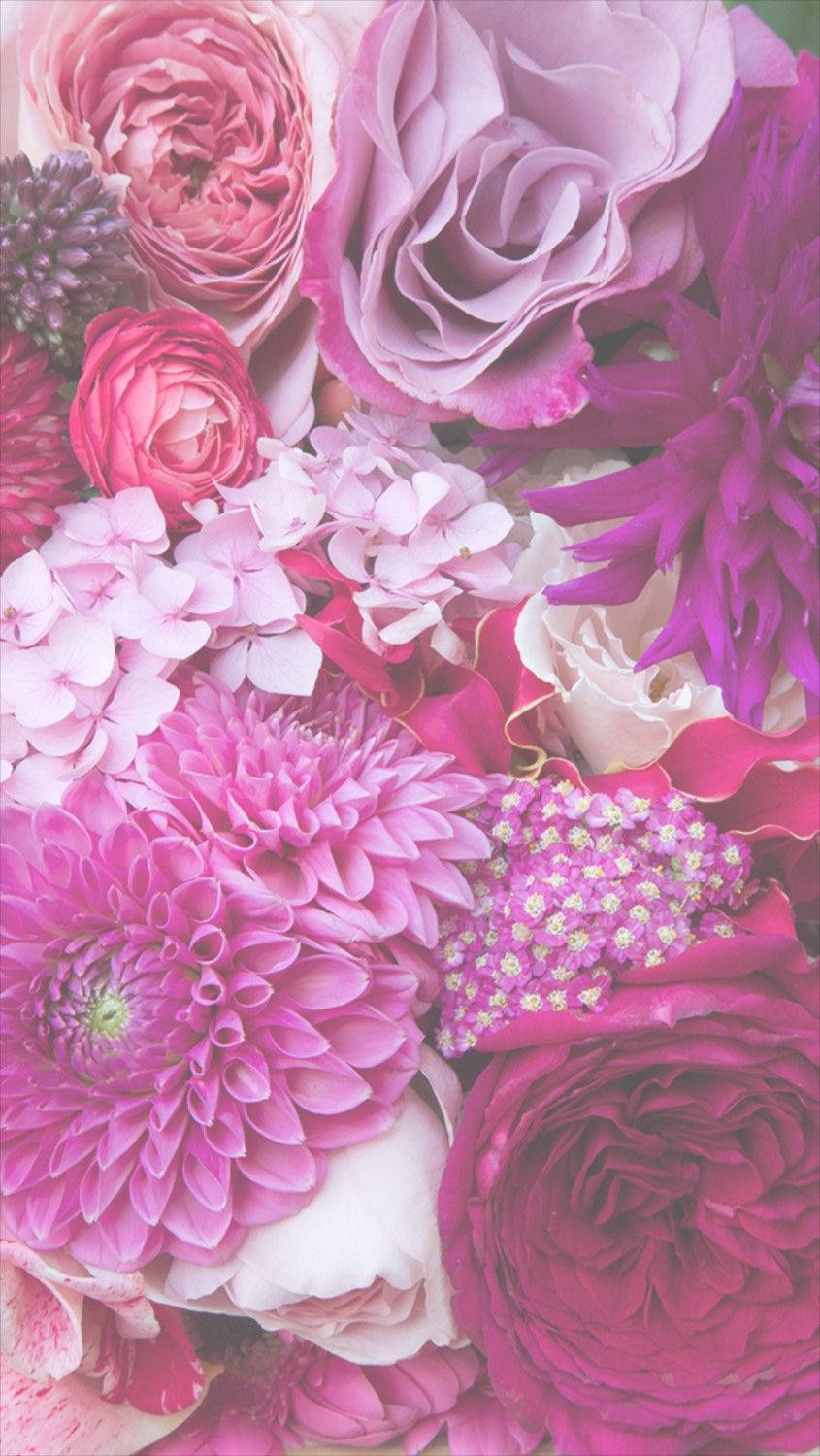 Pinkdahlia Und Rosen Blumen Iphone Hintergrundbild Wallpaper