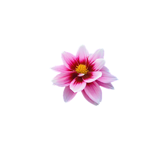 Pink Dahlia Black Background PNG