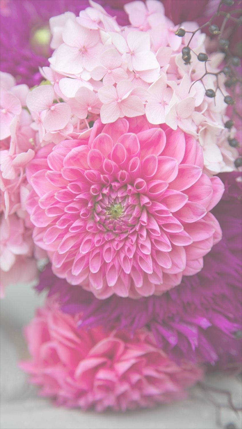 Pink Dahlia Blomster Iphone Wallpaper