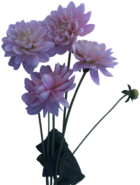 Pink Dahlia Bouquet Floral Display PNG