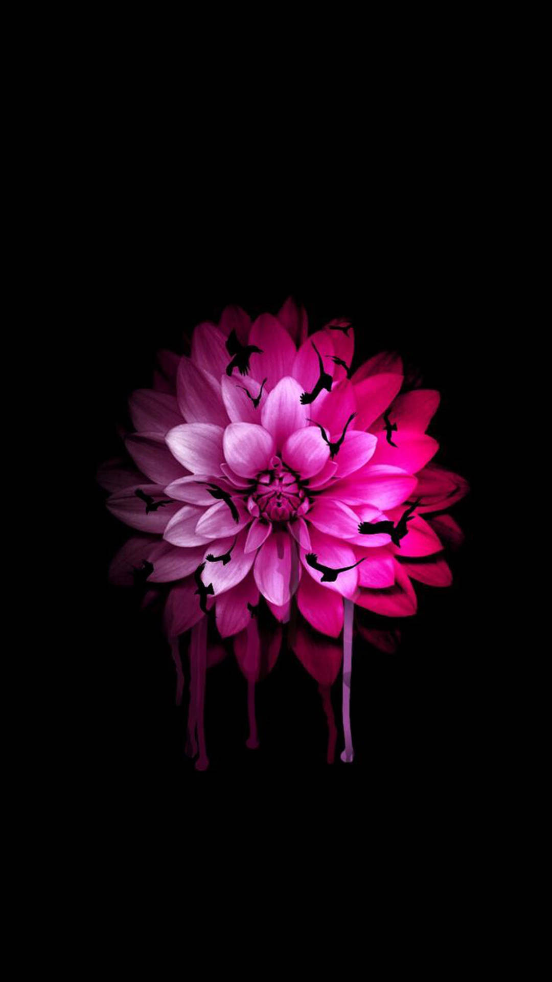 Pink Dahlia Flower Apple Wallpaper