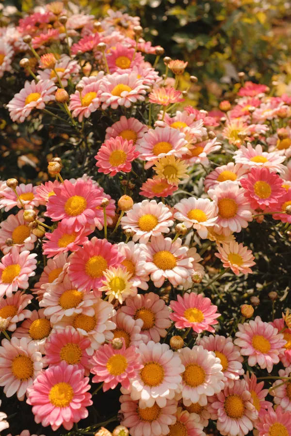 Pinkgänseblümchen Vintage Blumen Ästhetik Wallpaper