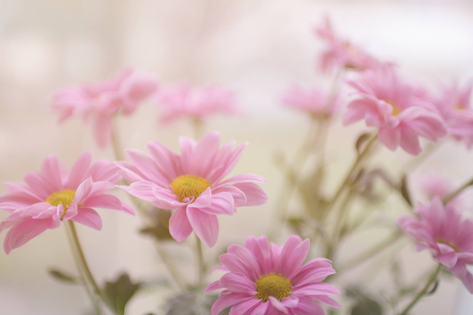 Pink Daisy Aesthetic Flower Wallpaper