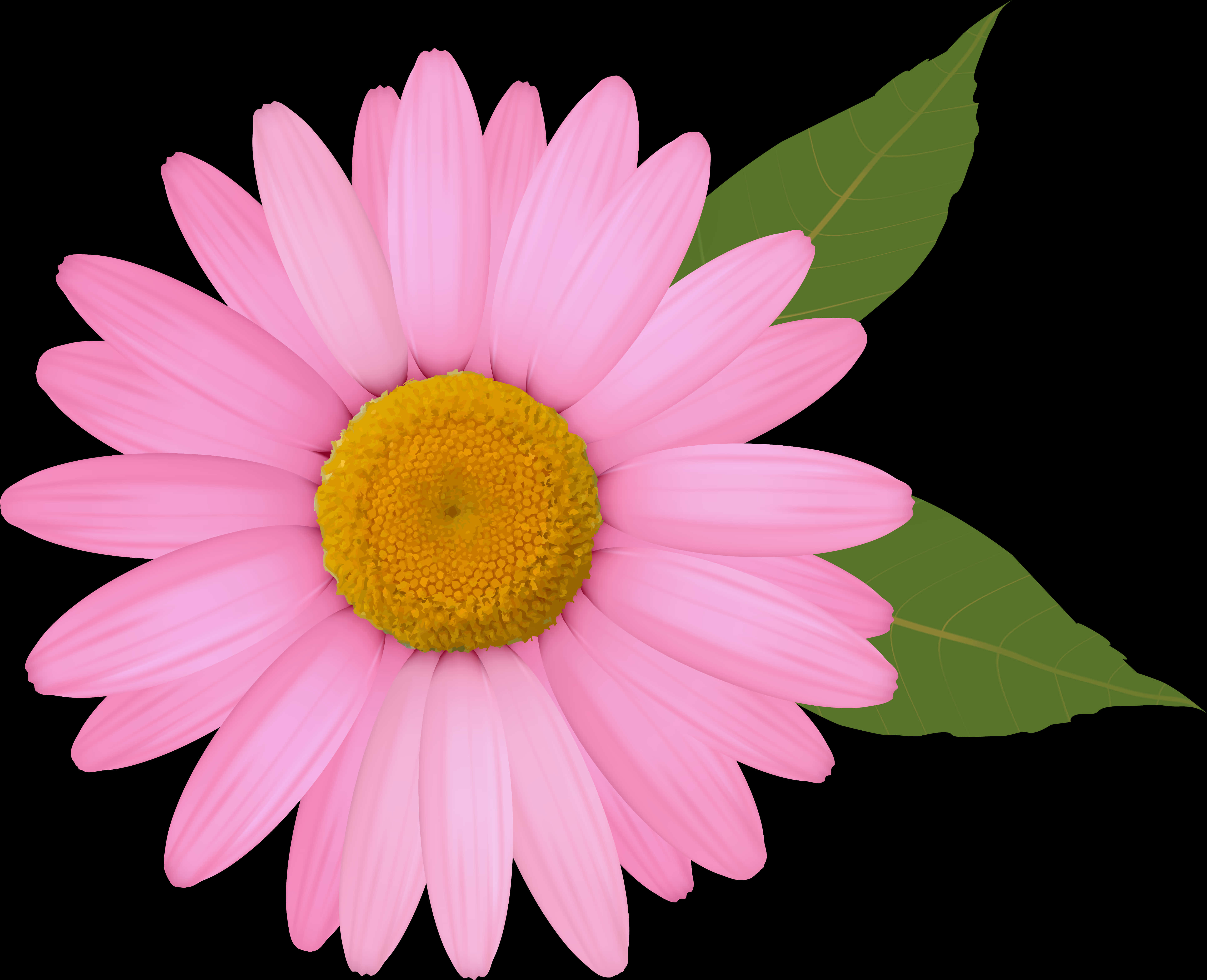 Pink Daisy Black Background PNG
