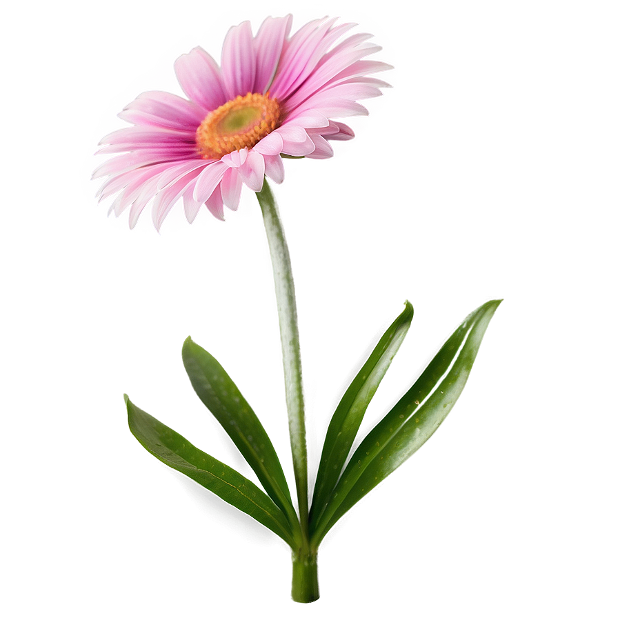 Download Pink Daisy Bloom Png 13 | Wallpapers.com