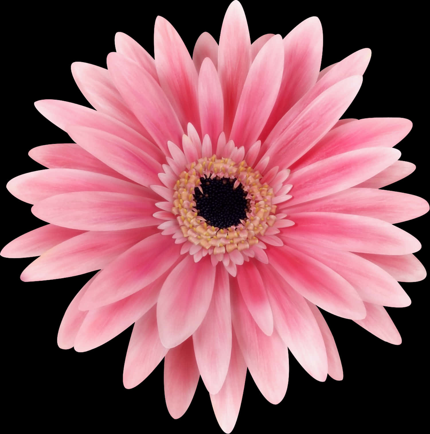 Pink Daisy Flower Closeup PNG