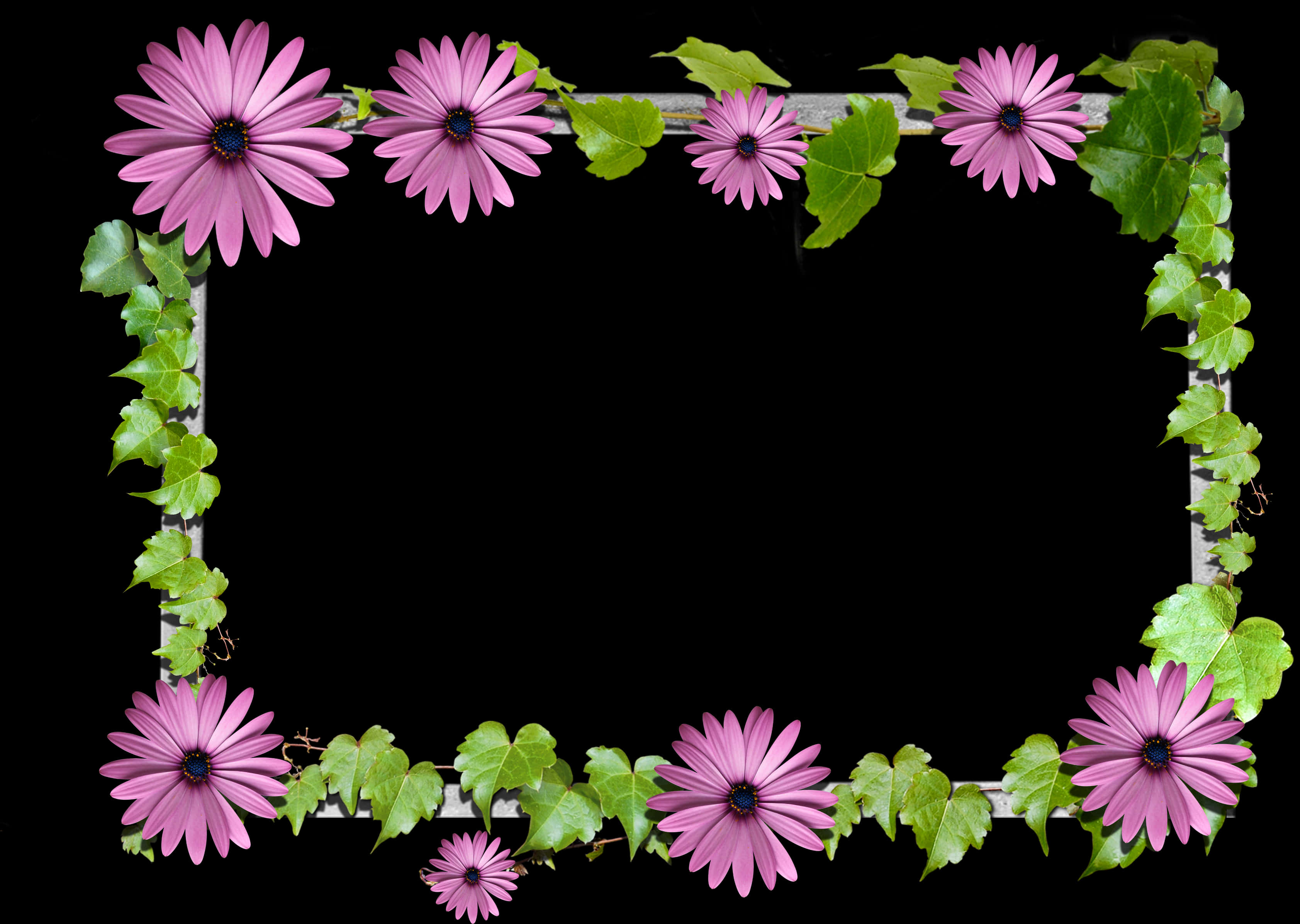 Pink Daisy Flower Frameon Black Background PNG