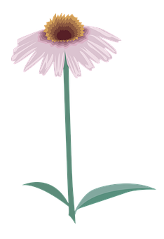 Pink Daisy Illustration PNG