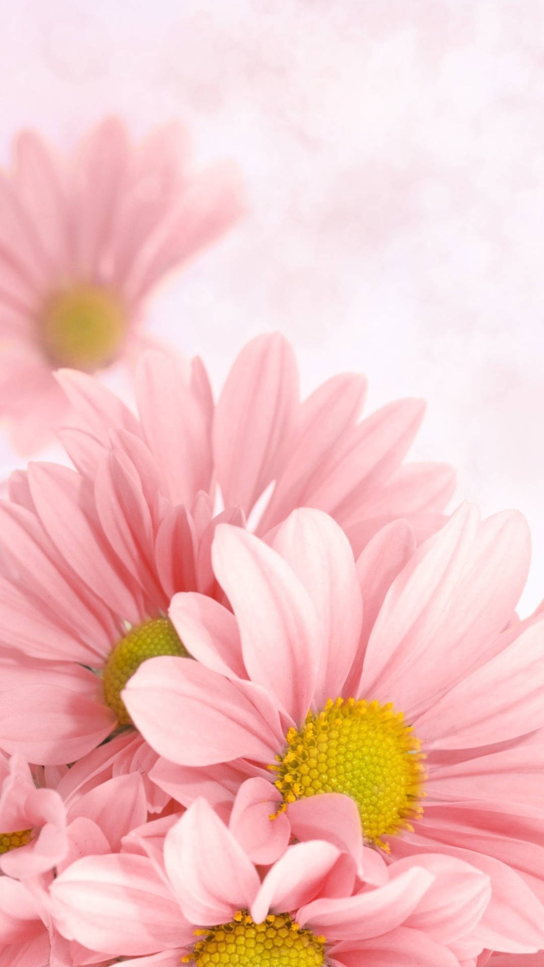 Vibrant Pink Daisy on a Smartphone Wallpaper