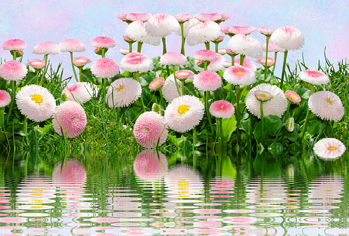 Pink Daisy Reflections PNG