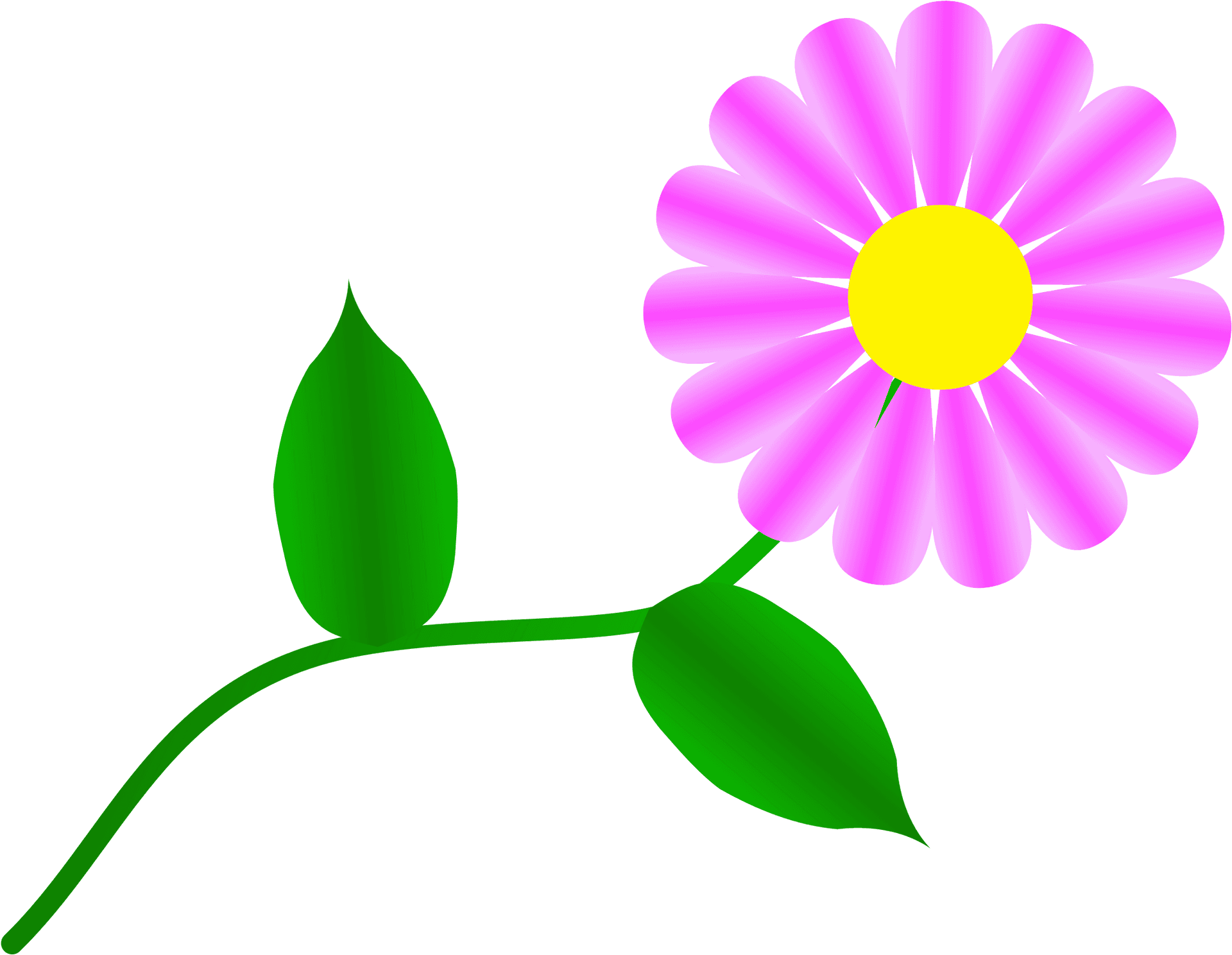 Pink Daisy Vector Illustration PNG