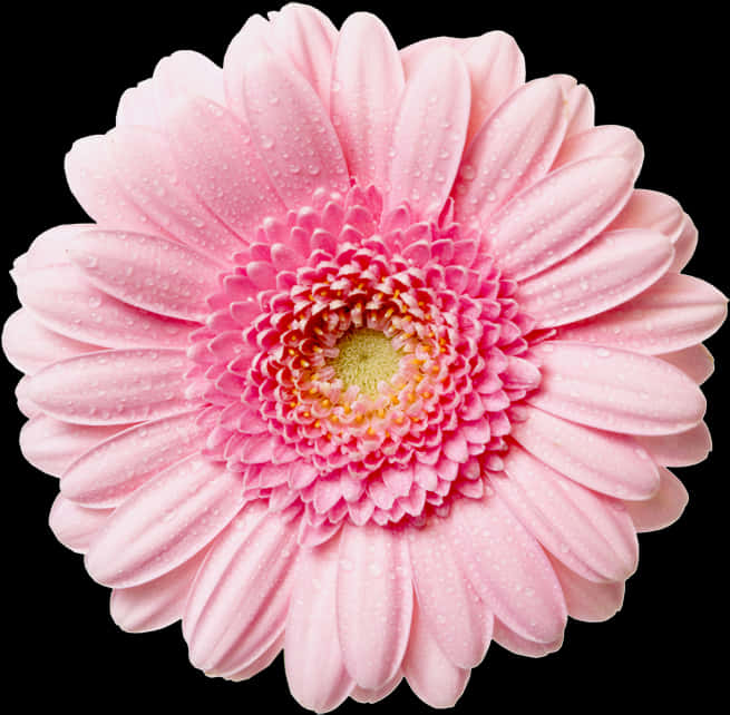 Pink Daisywith Water Droplets PNG