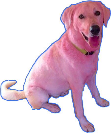 Pink Dog Sitting Transparent Background PNG