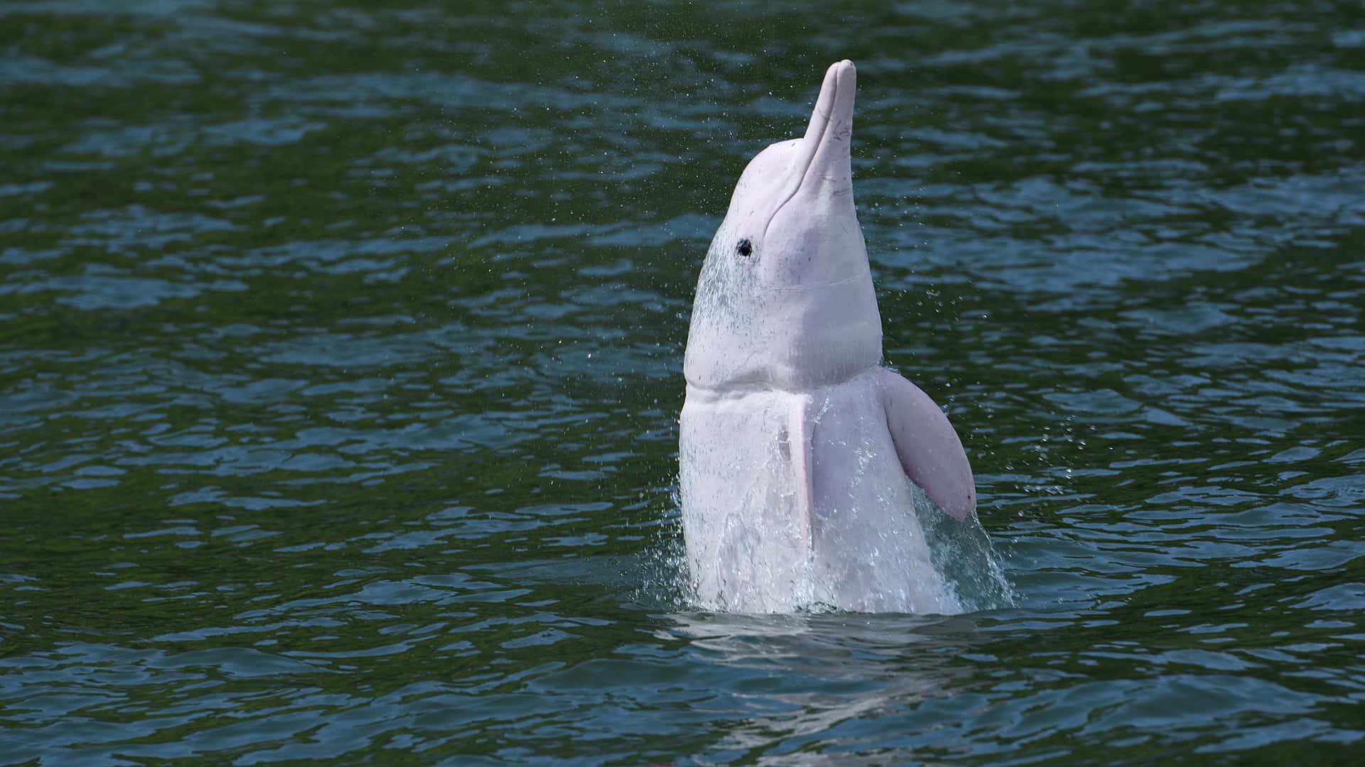 En hvid delfin i vandet Wallpaper
