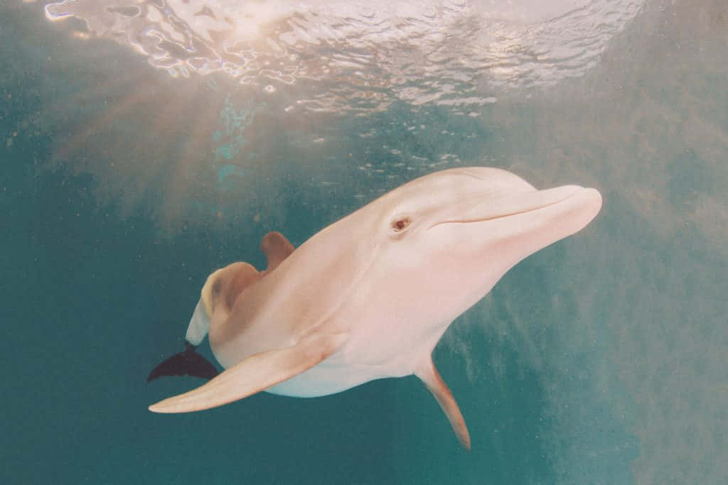 "Breathtaking Pink Dolphin in Its Natural Habitat" Wallpaper