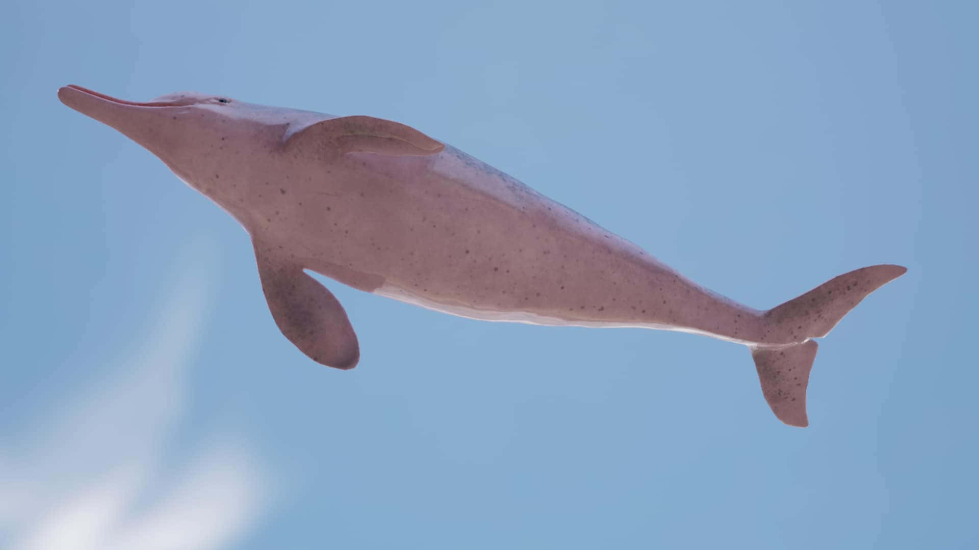 Enrosa Delfin Simmar I Havet Längs En Korallrev. Wallpaper
