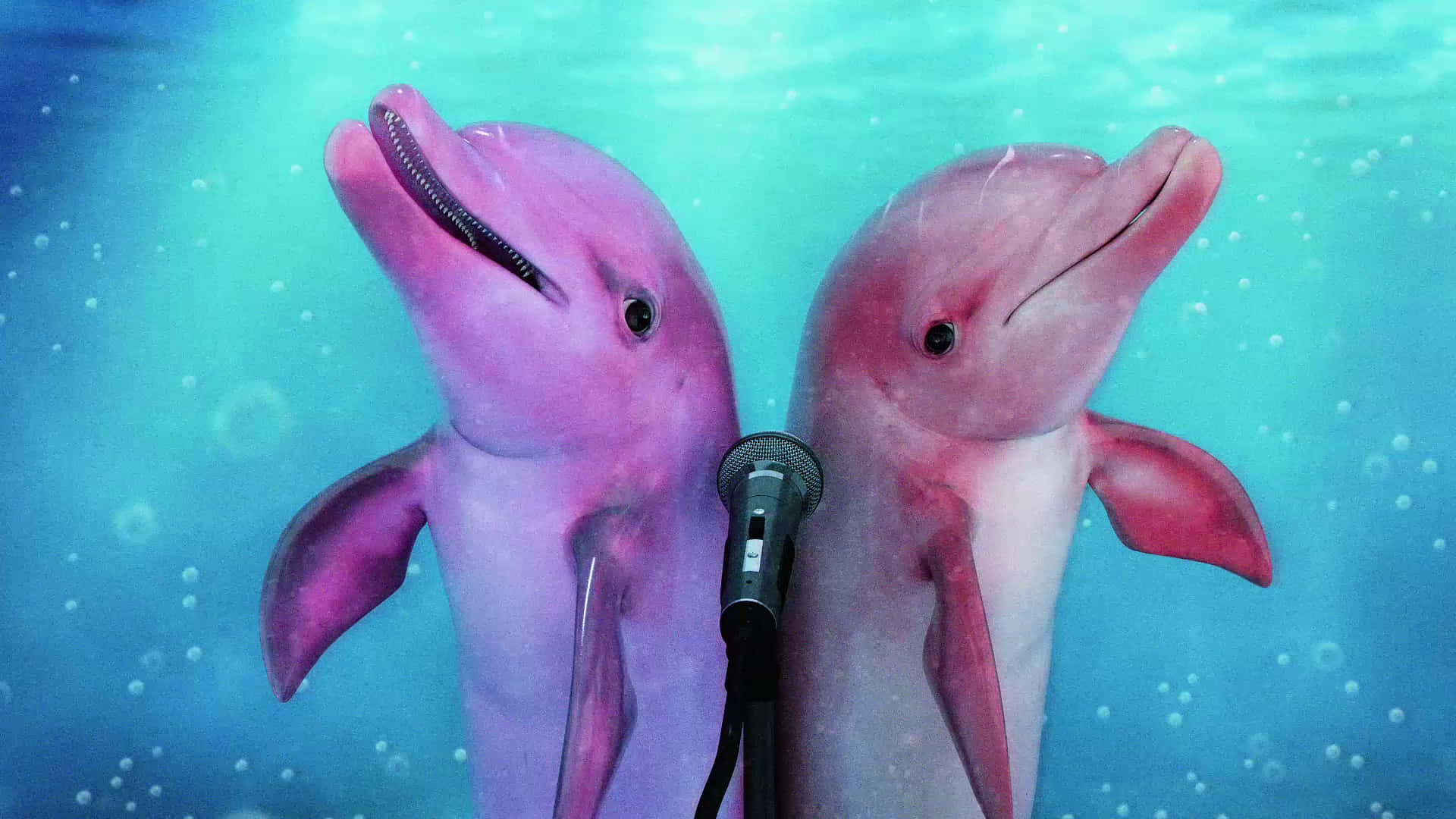 Two Dolphins Are Holding A Microphone In The Water Wallpaper
