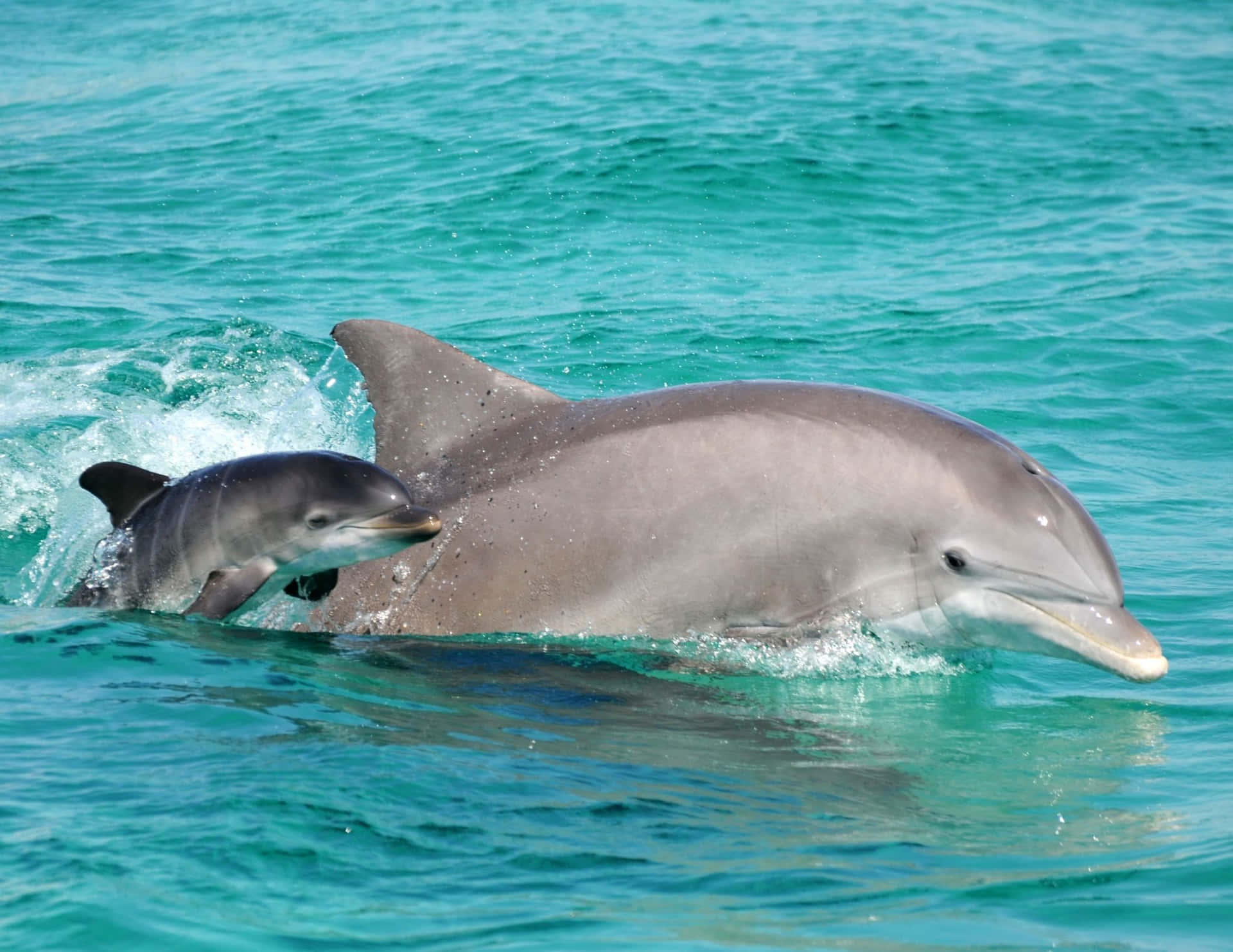 Unvibrante Delfín Rosa Jugueteando En El Océano Fondo de pantalla