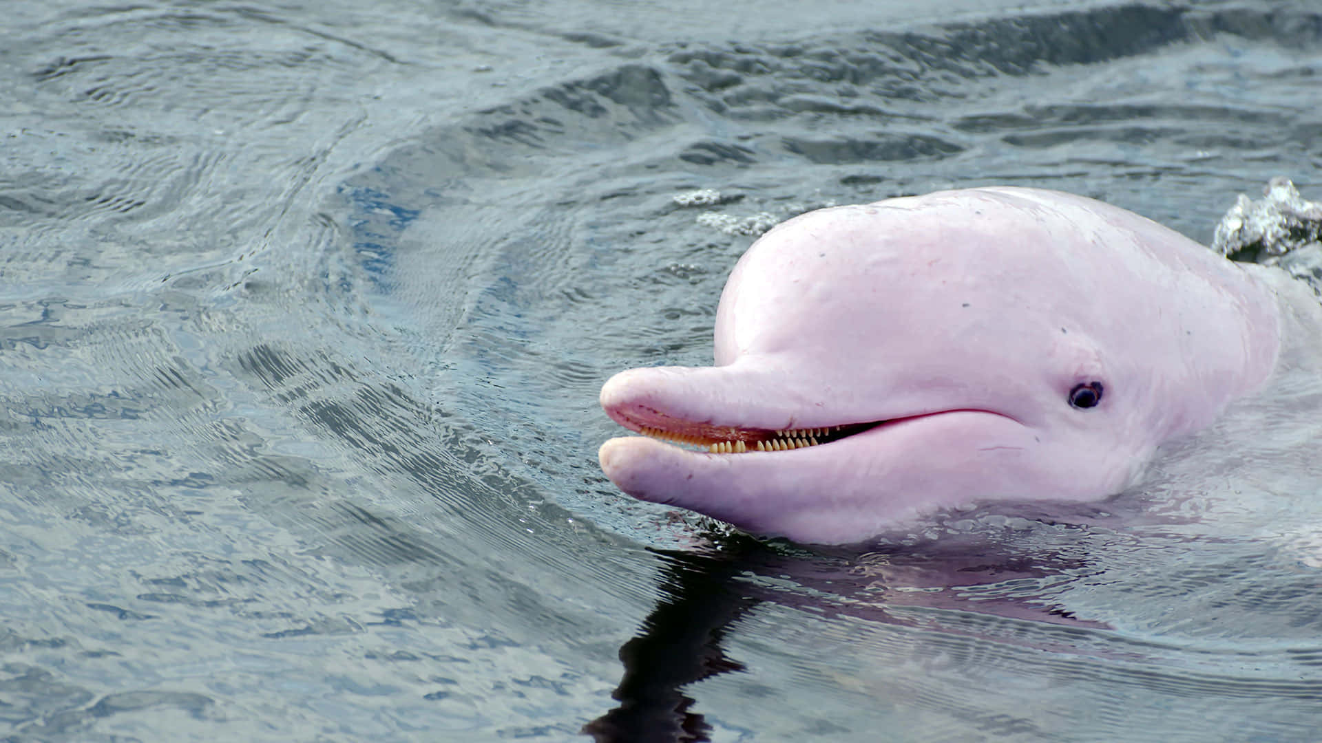 Enbedårande Bild På En Rosa Delfin. Wallpaper