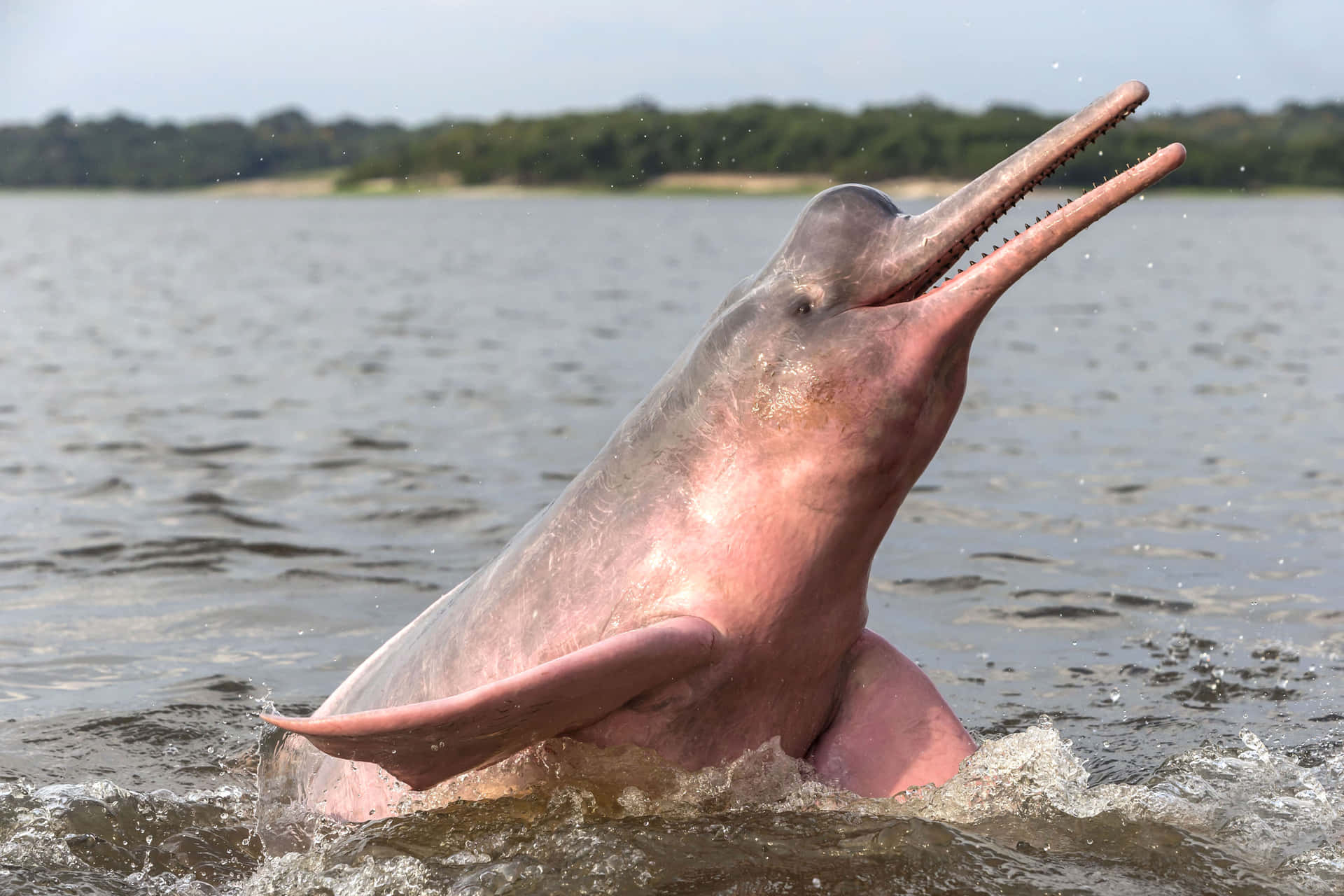 Unavista Impresionante De Un Delfín Rosa Deslizándose Por Las Aguas Azules Del Océano. Fondo de pantalla
