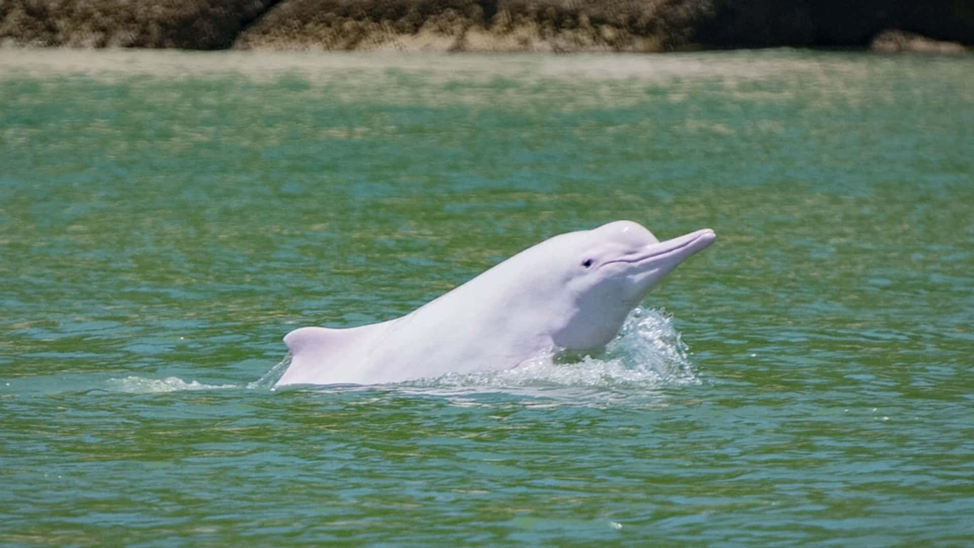 Unadorable Delfín Rosado Nadando Cerca De La Orilla. Fondo de pantalla