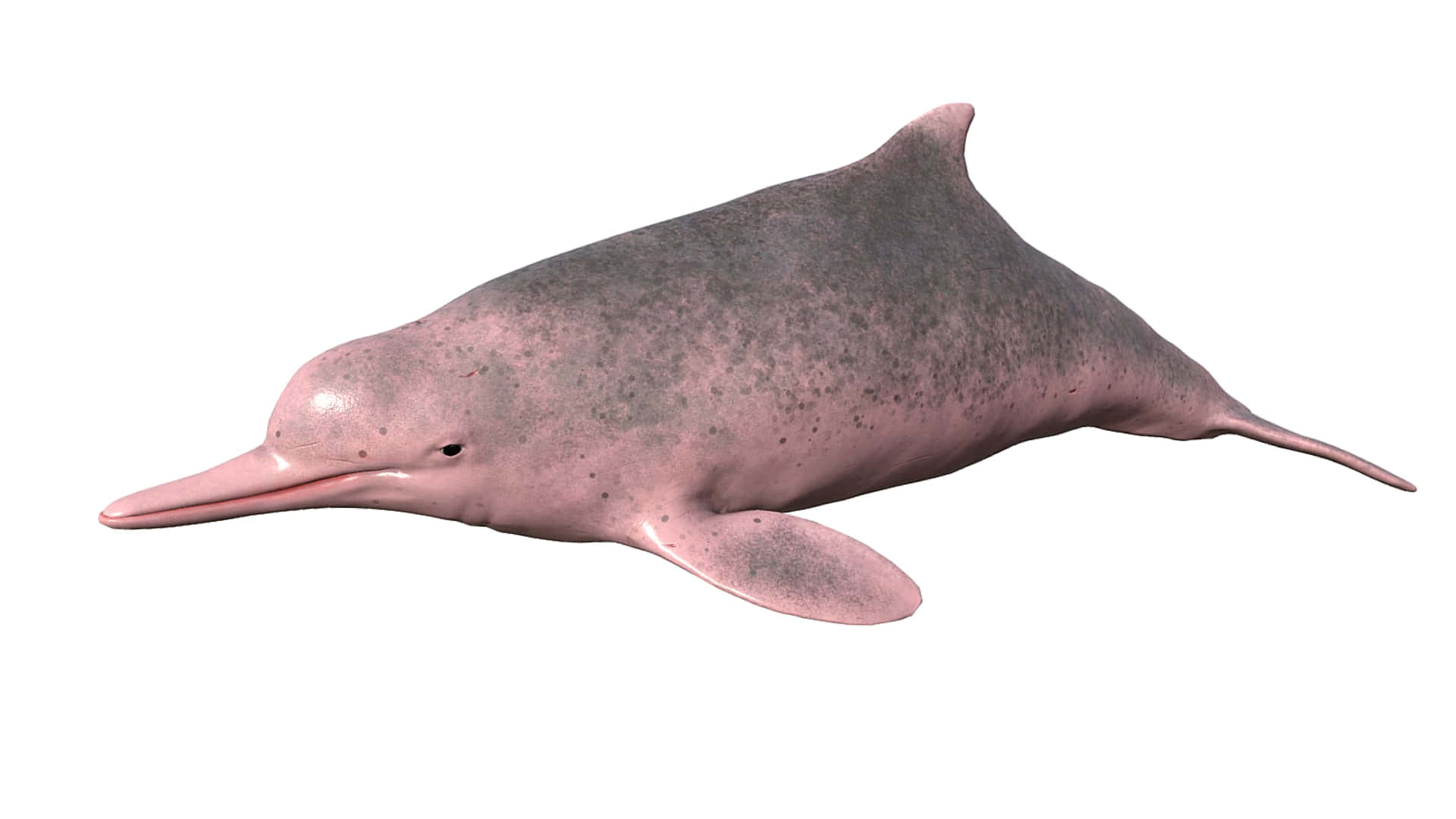 A Pink Dolphin Is Shown On A White Background Wallpaper